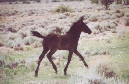 As a colt